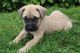 Bullmastiff Puppies for sale in Canton, OH, USA. price: NA