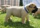 Bullmastiff Puppies for sale in Coral Springs, FL, USA. price: NA