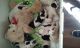 Bullmastiff Puppies for sale in Thornton, CO, USA. price: $500