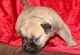 Bullmastiff Puppies for sale in Sevierville, TN, USA. price: NA
