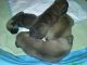 Bullmastiff Puppies for sale in East Berlin, PA 17316, USA. price: $1,500