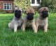 Bullmastiff Puppies for sale in Chicago Private, Ottawa, ON K2A 3G9, Canada. price: $500