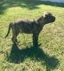 Bullmastiff Puppies for sale in Lexington, SC 29073, USA. price: NA