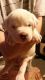Bullmastiff Puppies for sale in NJ-38, Cherry Hill, NJ 08002, USA. price: $300