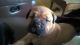 Bullmastiff Puppies for sale in Columbus, OH, USA. price: NA