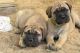 Bullmastiff Puppies for sale in Harrisburg, PA, USA. price: NA