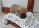 Bullmastiff Puppies for sale in Canton, OH, USA. price: NA