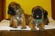 Bullmastiff Puppies for sale in Boston, MA 02215, USA. price: $500