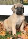 Bullmastiff Puppies for sale in Glastonbury, CT, USA. price: NA