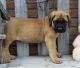 Bullmastiff Puppies for sale in Orlando, FL, USA. price: NA