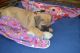 Bullmastiff Puppies for sale in Beverly Hills, CA 90210, USA. price: NA