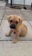 Bullmastiff Puppies for sale in Chicago Heights, IL, USA. price: $300