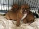 Bullmastiff Puppies for sale in NEW New Paltz Plaza, New Paltz, NY 12561, USA. price: NA