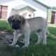 Bullmastiff Puppies for sale in Texas City, TX, USA. price: $500
