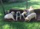 Bullmastiff Puppies for sale in Chicago, IL, USA. price: $500