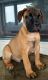 Bullmastiff Puppies for sale in Odon, IN 47562, USA. price: NA