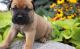 Bullmastiff Puppies for sale in Morgantown, WV 26508, USA. price: $400