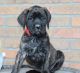 Bullmastiff Puppies for sale in Denver, CO, USA. price: $650