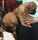 Bullmastiff Puppies for sale in 323 6th Ave, New York, NY 10014, USA. price: NA