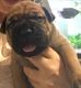 Bullmastiff Puppies for sale in 305 Florida Grove Rd, Keasbey, NJ 08832, USA. price: $450