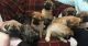 Bullmastiff Puppies for sale in NJ Tpke, Kearny, NJ, USA. price: $400