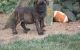 Bullmastiff Puppies for sale in Fort Wayne, IN, USA. price: $500