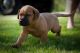 Bullmastiff Puppies for sale in Central Ave, Jersey City, NJ, USA. price: $420