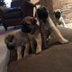 Bullmastiff Puppies for sale in Los Andes St, Lake Forest, CA 92630, USA. price: NA