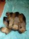 Bullmastiff Puppies for sale in South Carolina Ave SE, Washington, DC 20003, USA. price: $400