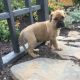 Bullmastiff Puppies for sale in Birmingham, AL, USA. price: $400