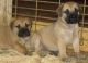 Bullmastiff Puppies for sale in Jersey City, NJ, USA. price: $400