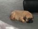 Bullmastiff Puppies for sale in Newark, NJ, USA. price: $580