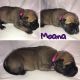 Bullmastiff Puppies for sale in Lewisville, TX, USA. price: NA