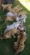 Bullmastiff Puppies for sale in Las Vegas, NV, USA. price: NA