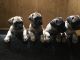 Bullmastiff Puppies for sale in Minneapolis, MN, USA. price: $800