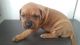 Bullmastiff Puppies for sale in Chicago, IL, USA. price: $400