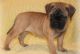 Bullmastiff Puppies for sale in Glastonbury, CT, USA. price: $600