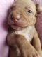 Bullmastiff Puppies for sale in Cedar Hill, TX 75104, USA. price: NA