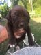 Bullmastiff Puppies for sale in Pamplico, SC 29583, USA. price: NA