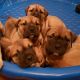 Bullmastiff Puppies for sale in Kingwood, Houston, TX, USA. price: NA