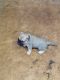 Bullmastiff Puppies for sale in Statesville, NC, USA. price: NA
