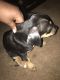 Bullmastiff Puppies for sale in Piedmont, SC 29673, USA. price: $100