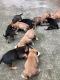 Bullmastiff Puppies for sale in Jonesboro, GA 30238, USA. price: $200