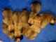 Bullmastiff Puppies for sale in 1606 Grove Dr, Round Lake Beach, IL 60073, USA. price: $500