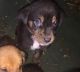 Bullmastiff Puppies for sale in Branson, MO 65616, USA. price: NA