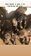 Bullmastiff Puppies for sale in Philadelphia, PA, USA. price: $250