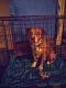 Bullmastiff Puppies for sale in Winston-Salem, NC, USA. price: $100