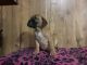 Bullmastiff Puppies for sale in Odon, IN 47562, USA. price: NA