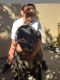 Bullmastiff Puppies for sale in 1688 G Ct, Banning, CA 92220, USA. price: NA