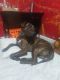 Bullmastiff Puppies for sale in Liberty, MO, USA. price: $200